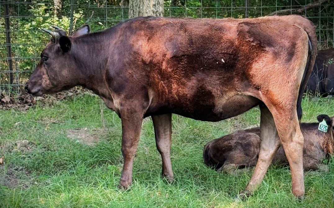 9 Registered Wagyu Heifers Available in Missouri